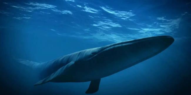 活300岁的鲸鱼叫什么鲸鱼