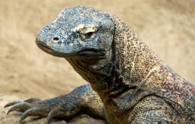 斯里兰卡巨蜥有毒吗