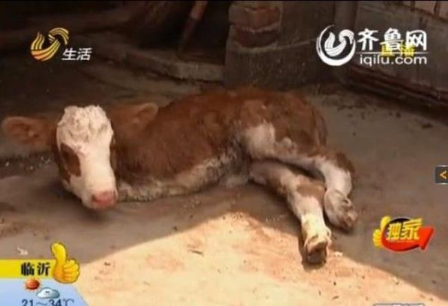 刚出生的小牛犊体温是多少