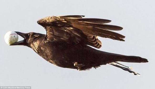 在英国乌鸦的象征意义是什么