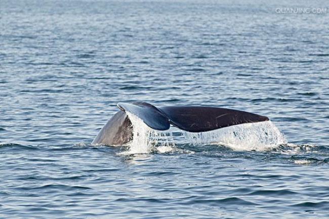 世界上最大的鲸鱼吉尼斯纪录