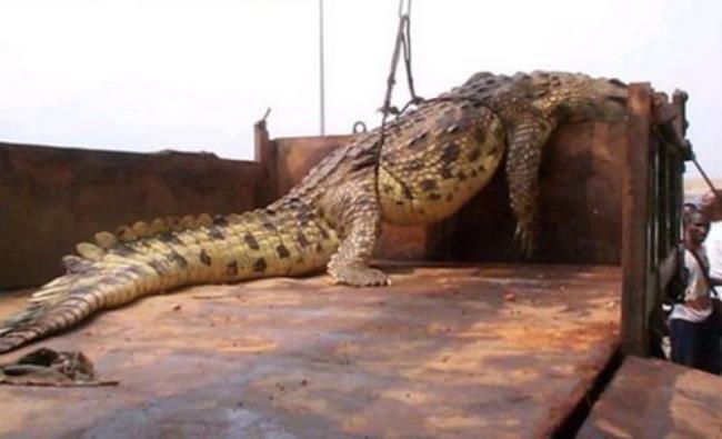世界最大的鳄鱼饲养场在哪