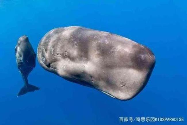 鲸鱼最长可以活200年吗
