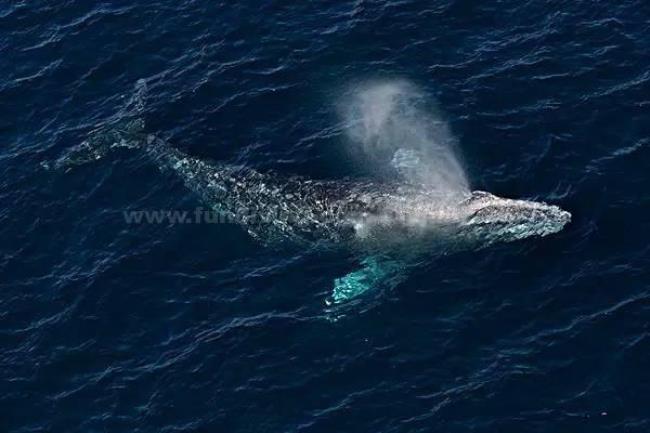 世界上最大的蓝鲸有多大