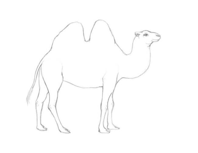 骆驼有多少画