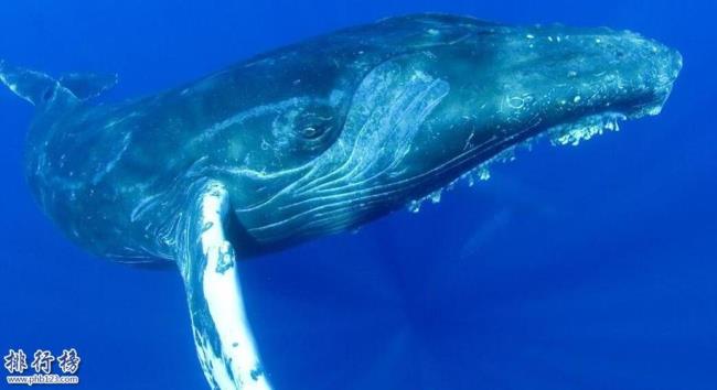 世界最长蓝鲸