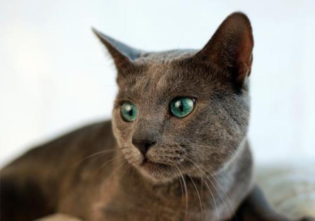 俄罗斯蓝猫的眼睛是什么颜色的