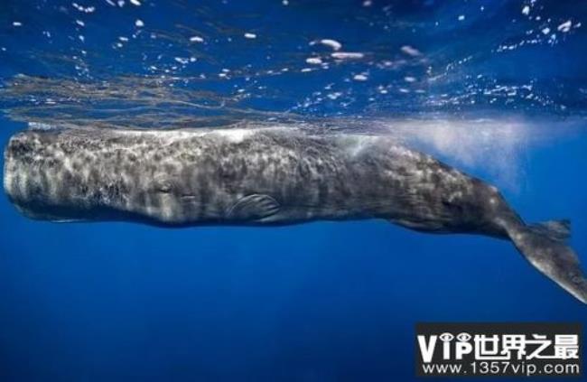 海洋中最大的鲸鱼