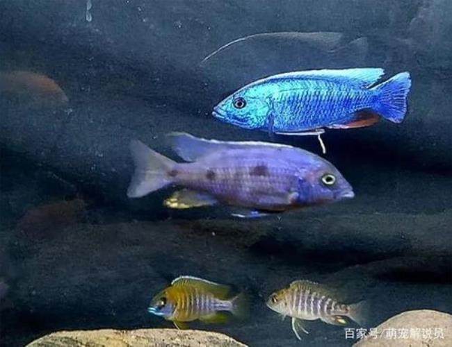 观赏鱼怎么做标本颜色不会褪色