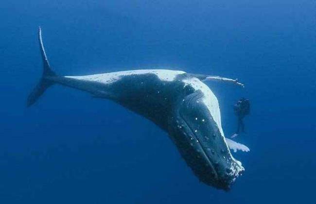 世界上最大的鲸有多粗