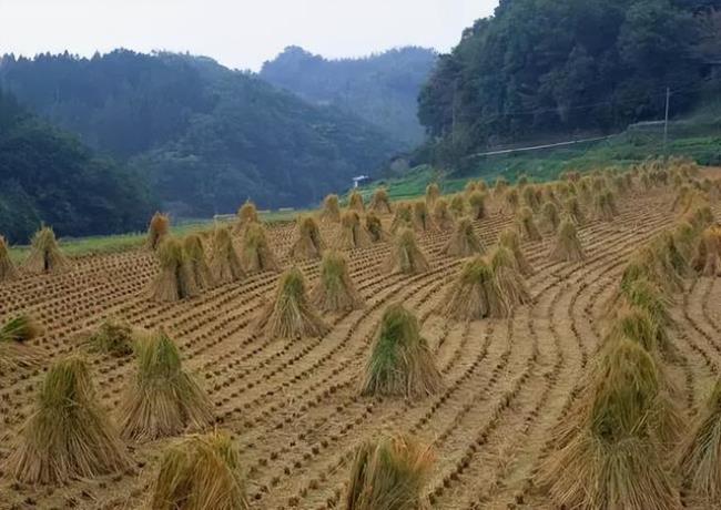 苏1176稻种是属什么品种