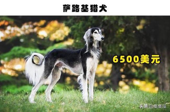 全国十大最贵的犬排名