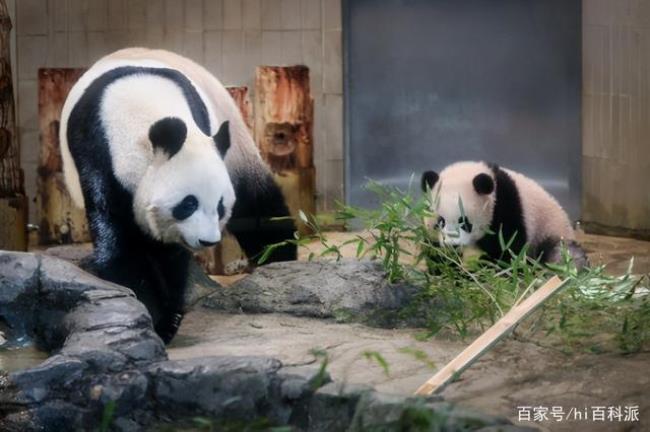 中国熊猫到国外收费吗