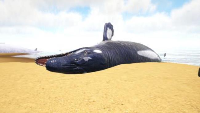 世界上最大的龙王鲸