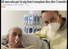 全球首个接受猪心脏移植病患死亡，猪器官移植有哪些缺陷
