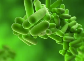 乳酸菌的功效作用与营养成分，乳酸菌的食用禁忌