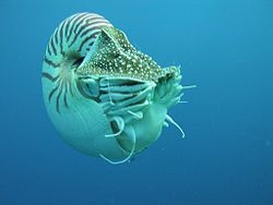 鹦鹉螺亚纲是什么？关于鹦鹉螺亚纲的科普介绍