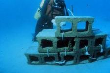 人工鱼礁是什么？关于人工鱼礁的科普介绍
