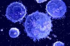 T淋巴细胞是什么？关于T淋巴细胞的科普介绍