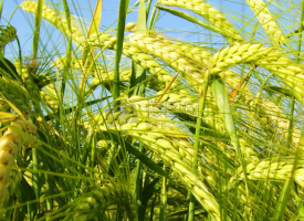 大麦的功效作用与营养价值，大麦的食用方法
