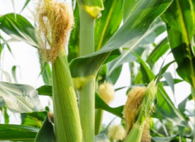 玉米的功效作用与营养价值，玉米的食用方法