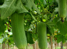 丝瓜的功效作用与营养价值，丝瓜的食用方法