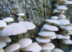 蘑菇的功效作用与营养价值，蘑菇的选购与储藏方法