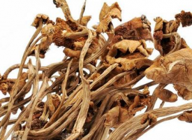 茶树菇的功效作用与营养价值，茶树菇的选购与储藏方法