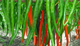 辣椒的功效作用与营养价值，辣椒的食用方法