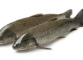 草鱼的功效作用与营养价值，草鱼的食用方法