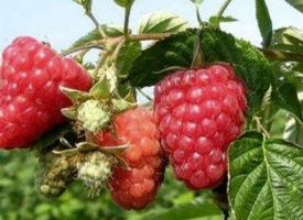 树莓的功效作用与营养价值， 树莓的食用方法