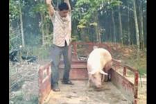 截至上周，22个省市生猪均价为15.5元/公斤