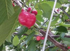 樱桃的功效作用与营养价值，樱桃的食用方法