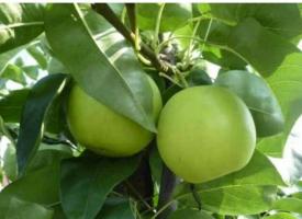 梨的功效作用与营养价值，梨的食用方法