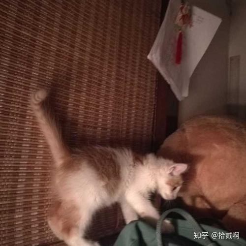 为什么晚上野猫不见了还有孩子