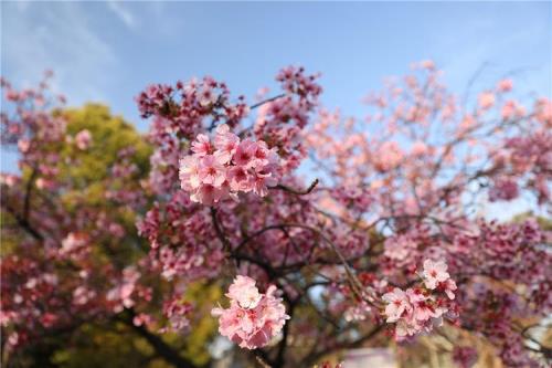 东京的樱花开了是什么梗