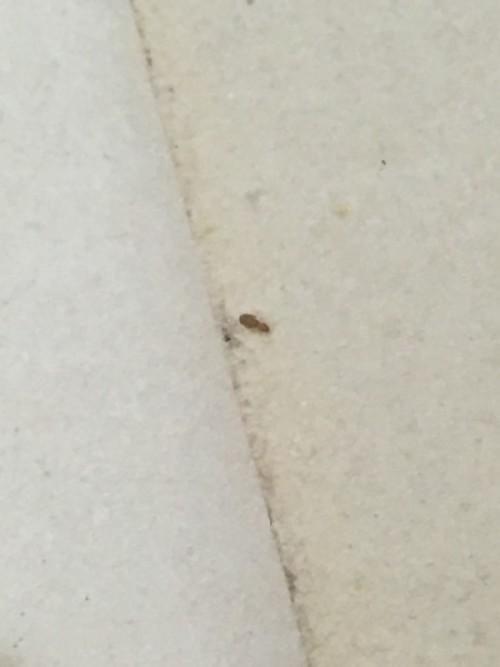 为什么我的床上经常爬蚂蚁