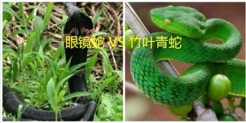 有一种蛇叫竹叶青还是毒叶青