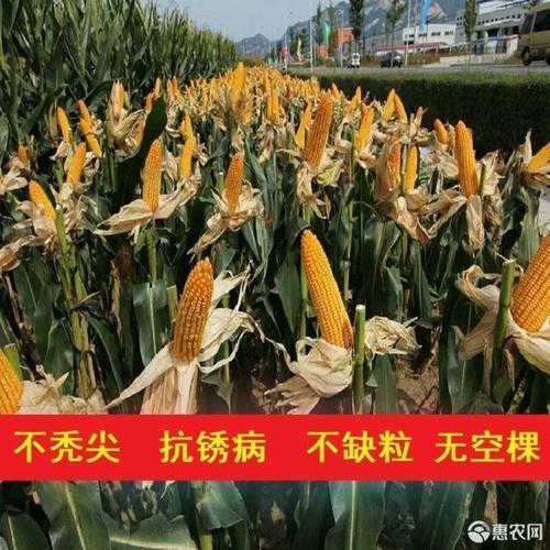 东单509玉米种在什么地方有卖