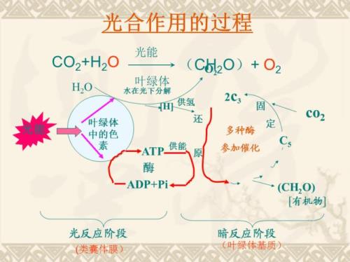 C4植物与C3植物相比，哪一个光呼吸较低为什么