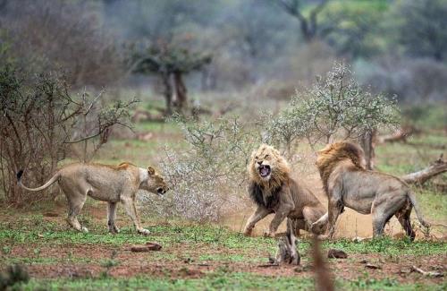 南非雄狮和东非雄狮谁厉害