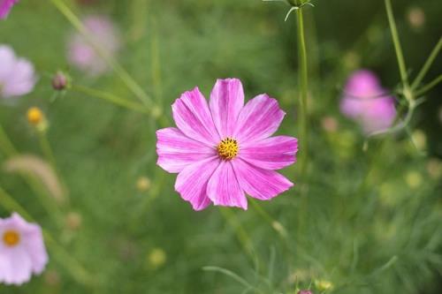 佳能相机如何拍摄花朵