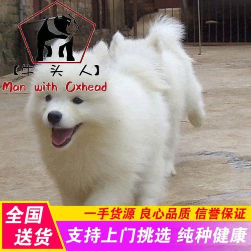 白色的中型犬有哪些