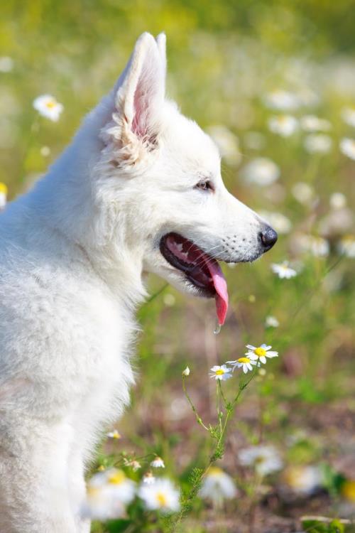 萨莫耶和白色瑞士牧羊犬有什么区别