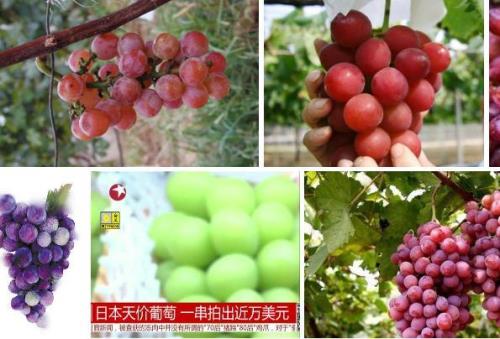 日本最贵的天价葡萄，一串可以买到多少钱