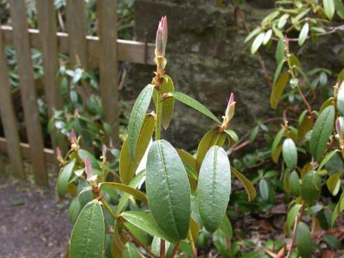 杜鹃茶花枝条干枯怎么回事