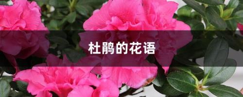 杜鹃花的传说50字左右