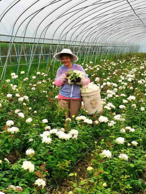 幸福像花儿剧情