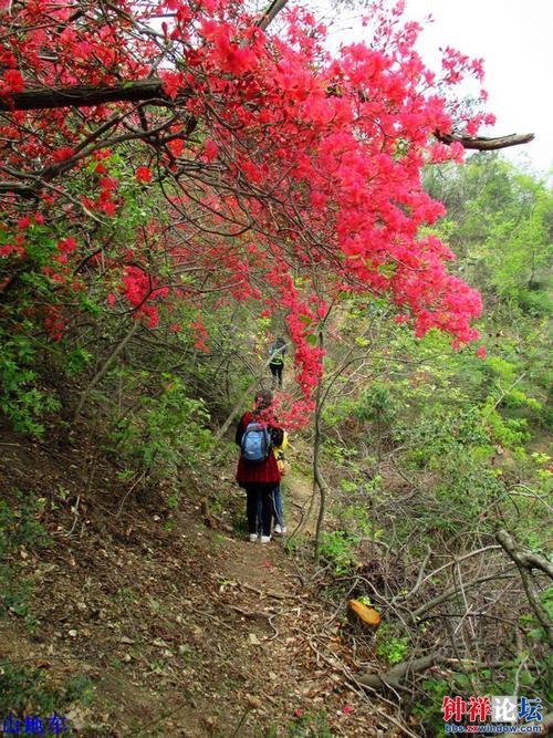 映山红是樱花吗