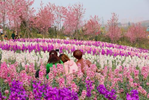 我想带父母及家人去新都漫花庄园去看花，坐什么公交车比较好